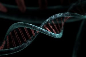 strands of DNA