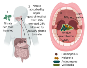 Smooth-flowing circulation with prebiotic nitrates