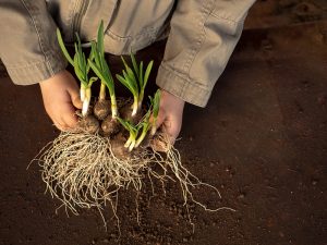 roots