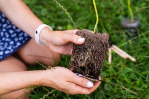 plant roots for root cause concept