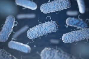 bacteria under a microscope